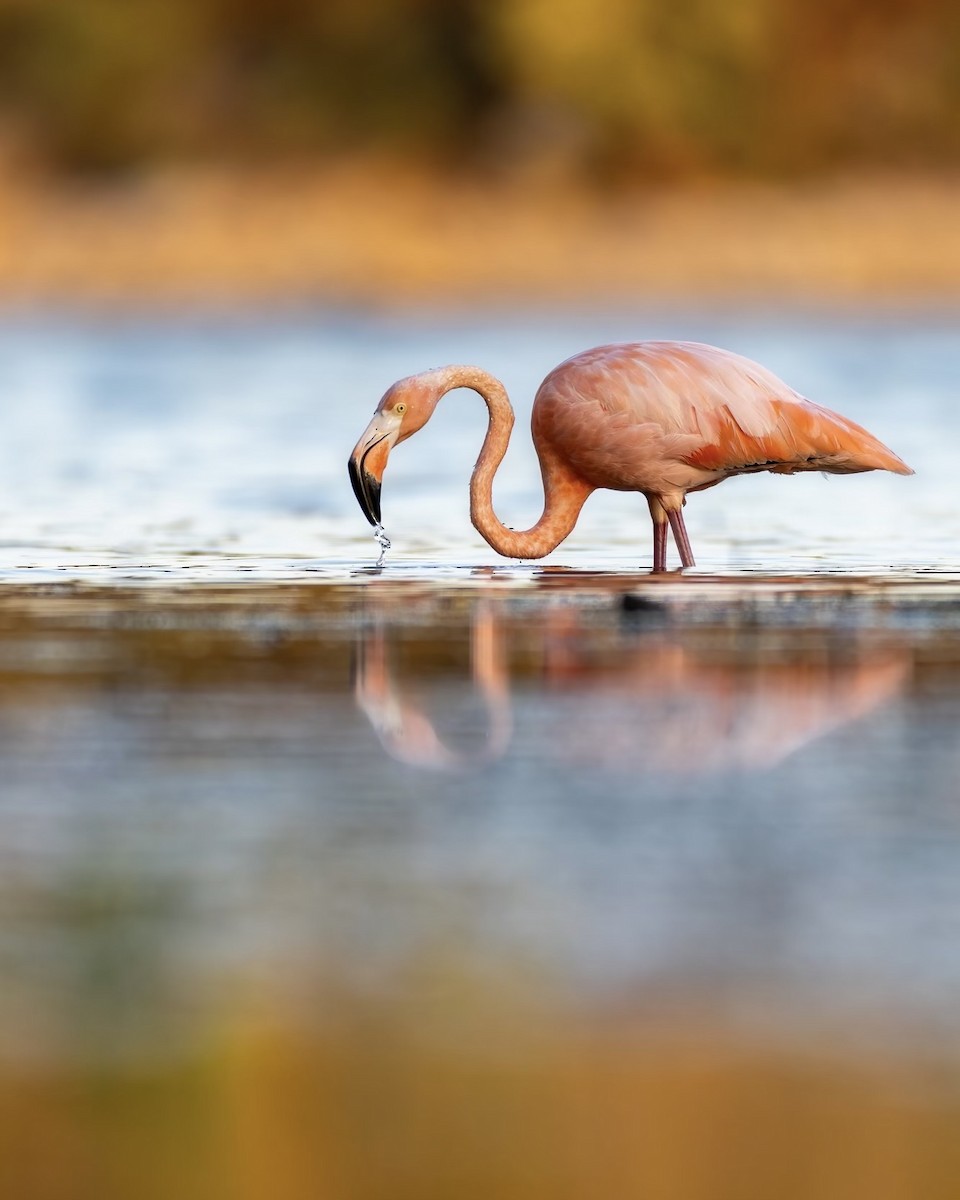 Amerika Flamingosu - ML609351641
