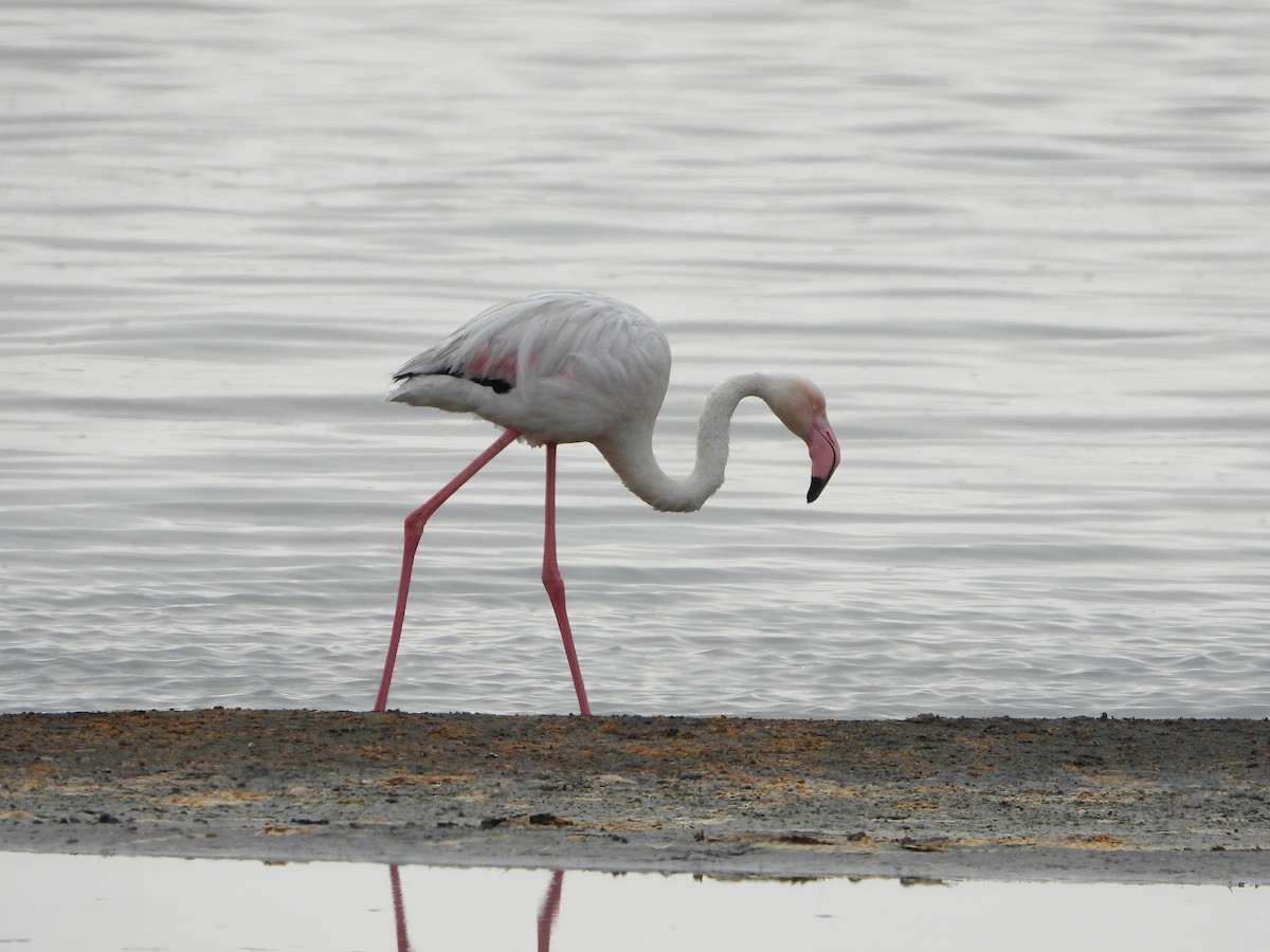 Greater Flamingo - ML609352442