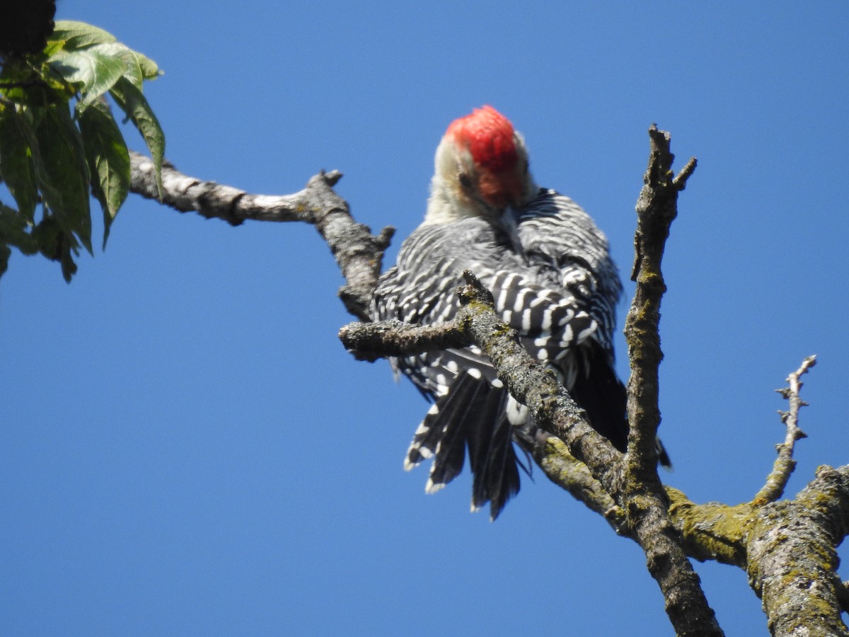 Red-bellied Woodpecker - ML609352570