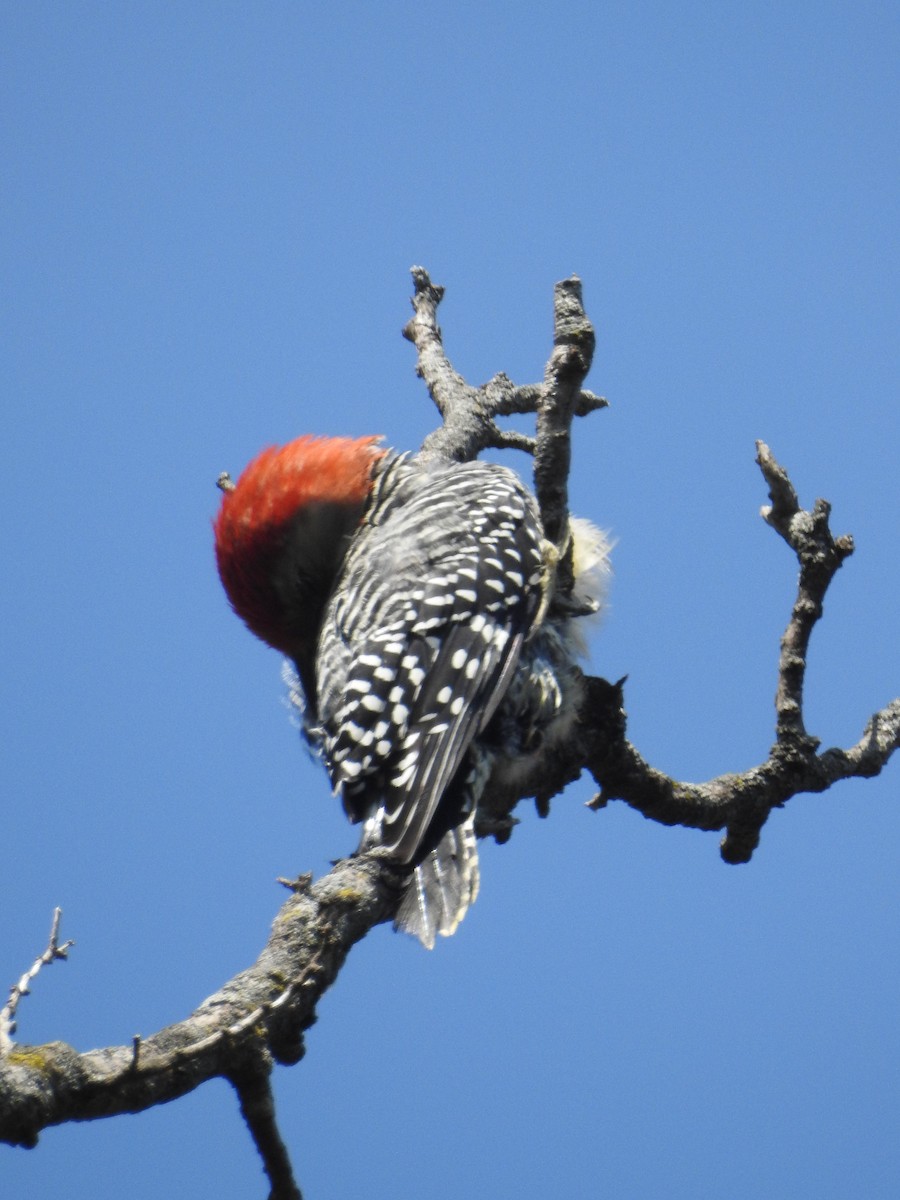 Red-bellied Woodpecker - ML609352571