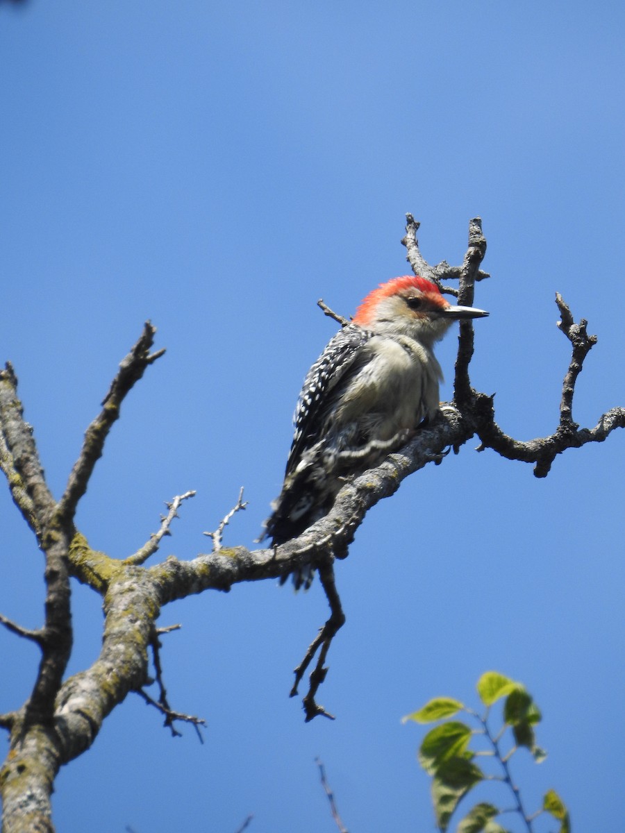 Red-bellied Woodpecker - ML609352572