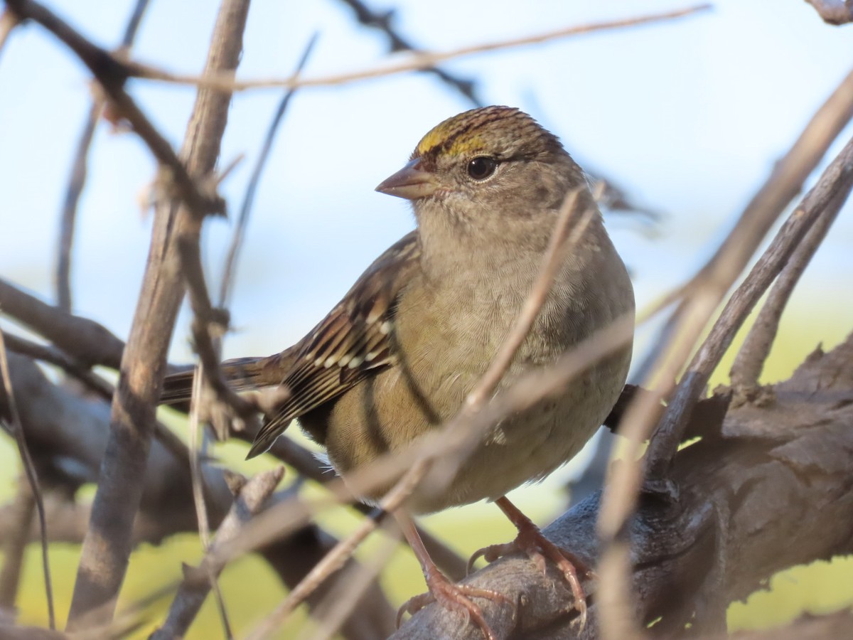 Golden-crowned Sparrow - Kenny Miller