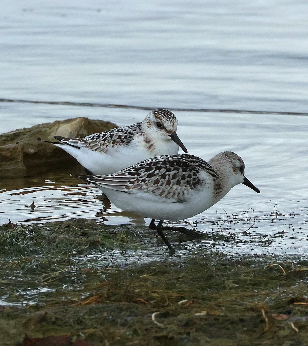 Ebird Checklist Sep Caesar Creek Sp Beach Area Species