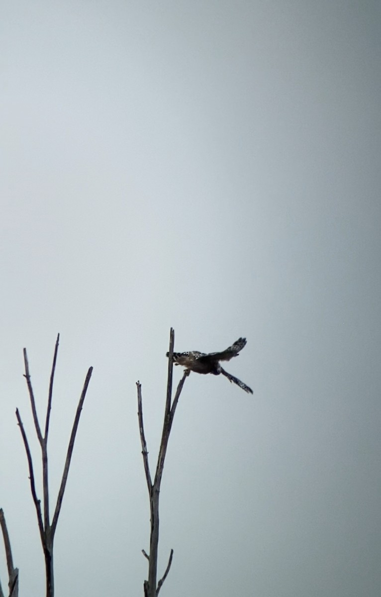 Red-shouldered Hawk - ML609352749