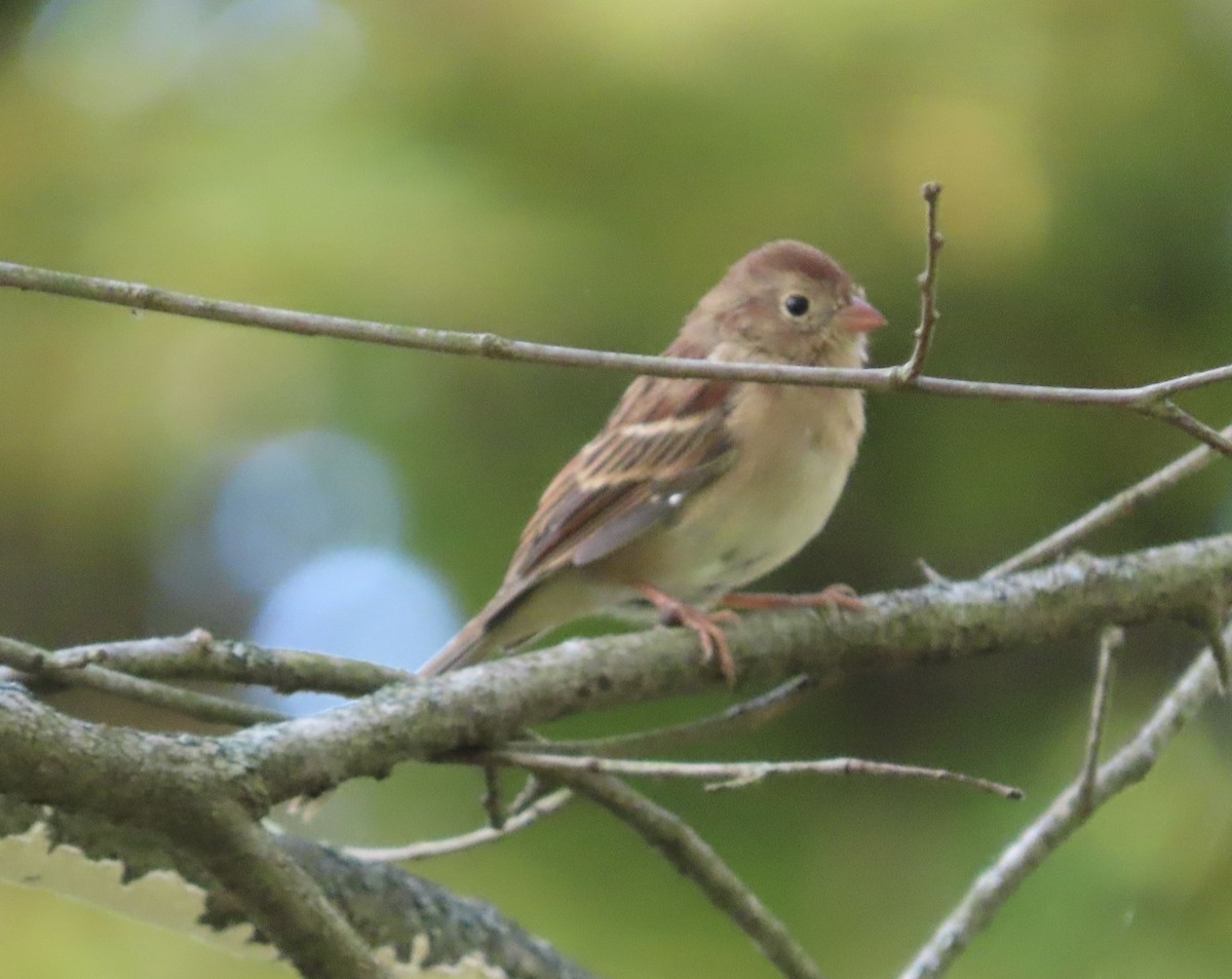 Field Sparrow - ML609352755