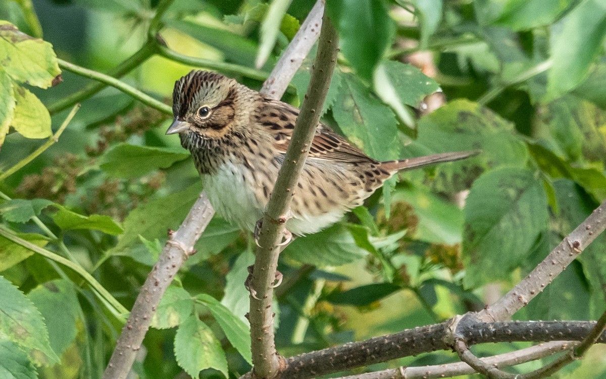 Lincoln's Sparrow - Gale VerHague