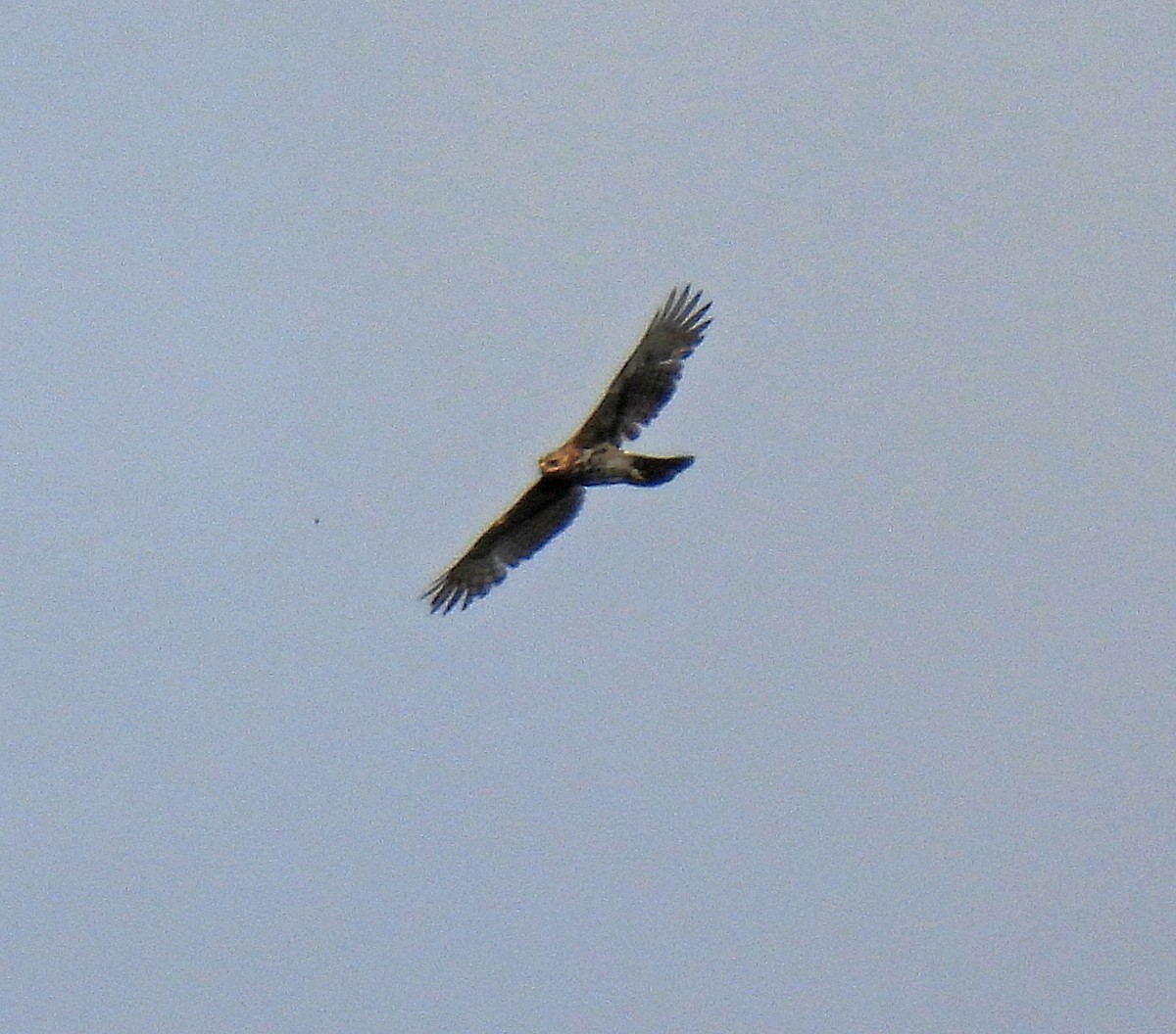 Cassin's Hawk-Eagle - ML609352846
