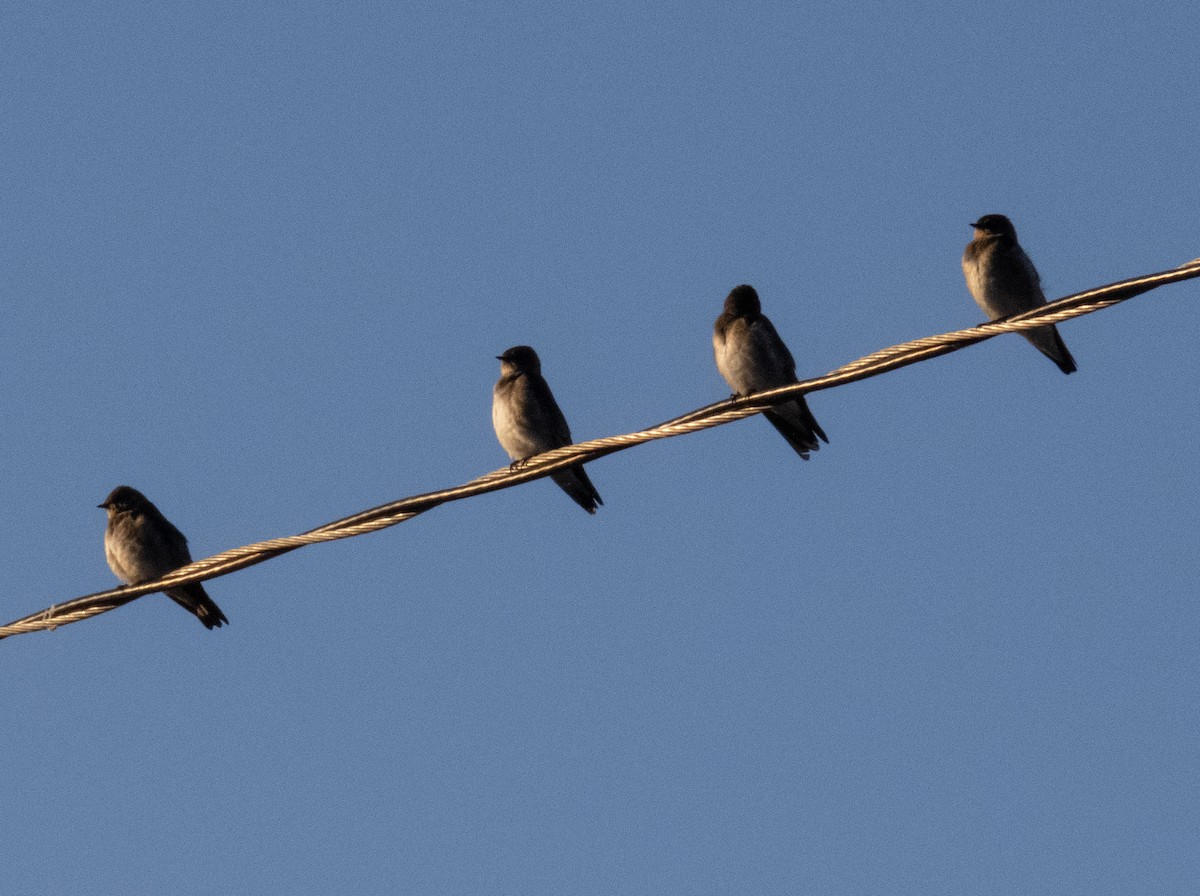Northern Rough-winged Swallow - ML609353150