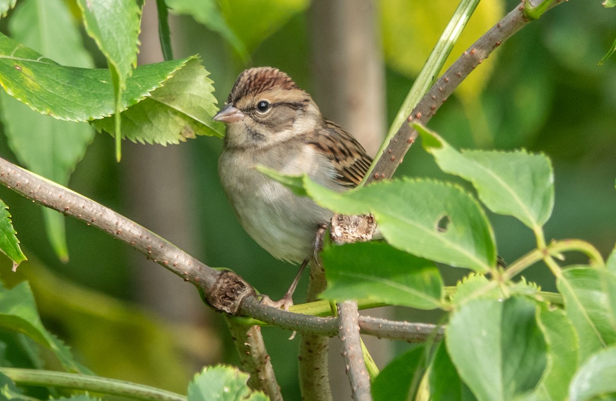 Chipping Sparrow - ML609353221