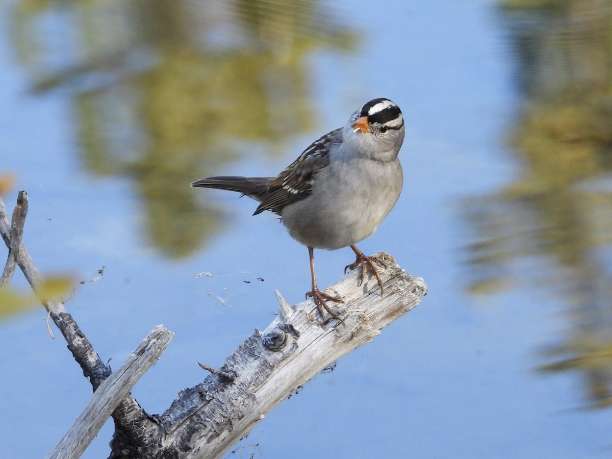 White-crowned Sparrow - ML609353292