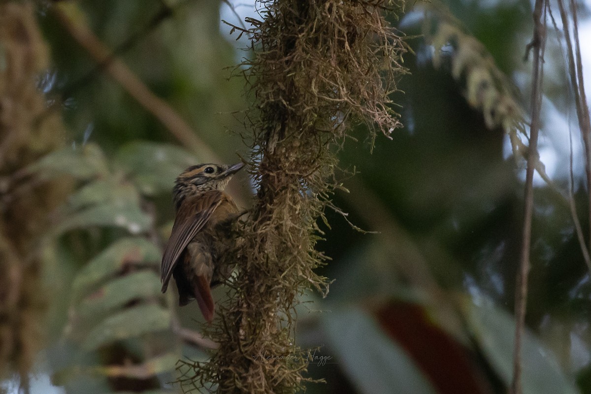 Scaly-throated Foliage-gleaner (Spot-breasted) - Alexander Hagge