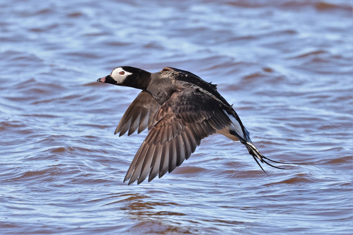 Long-tailed Duck - ML609353382