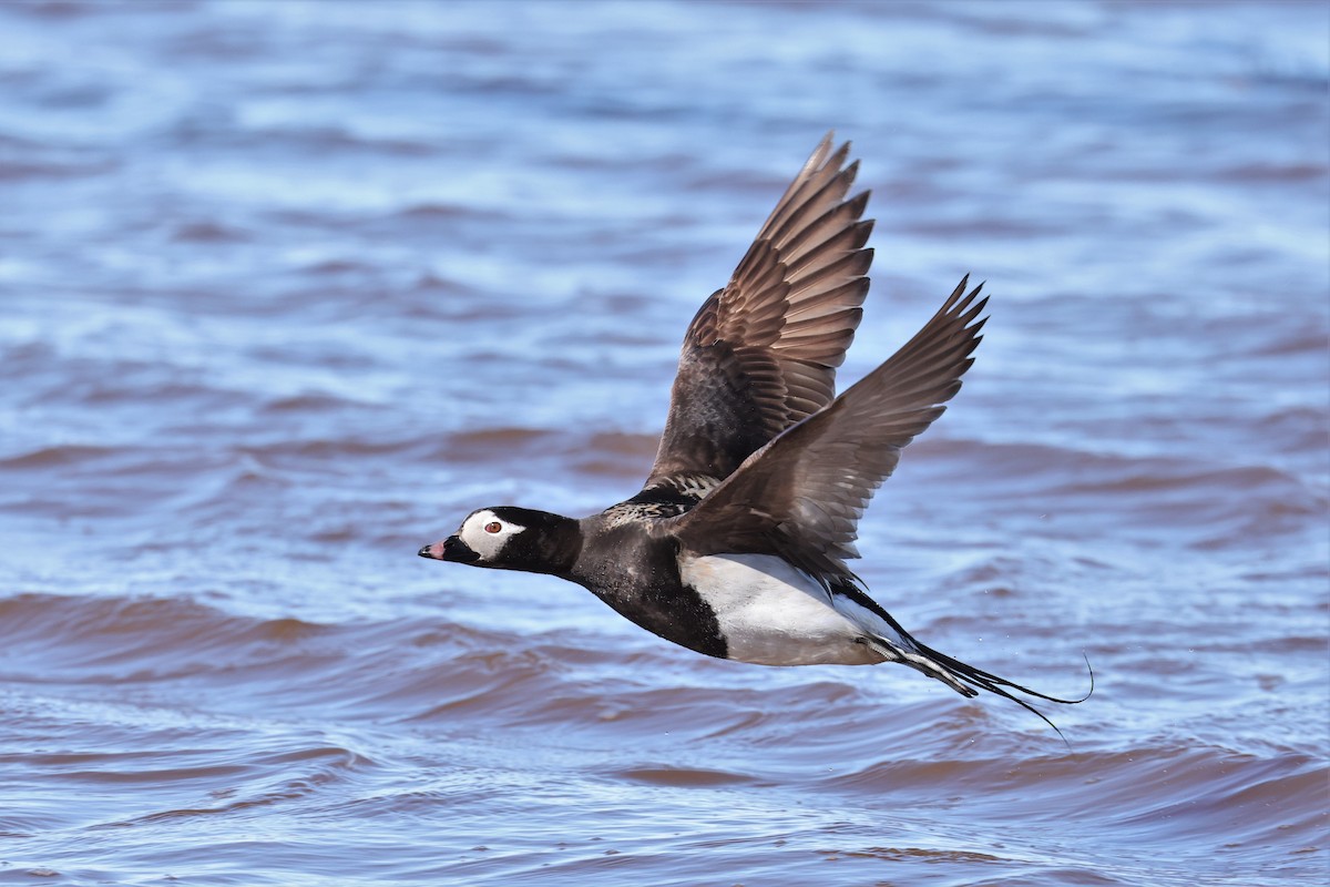 Long-tailed Duck - ML609353385