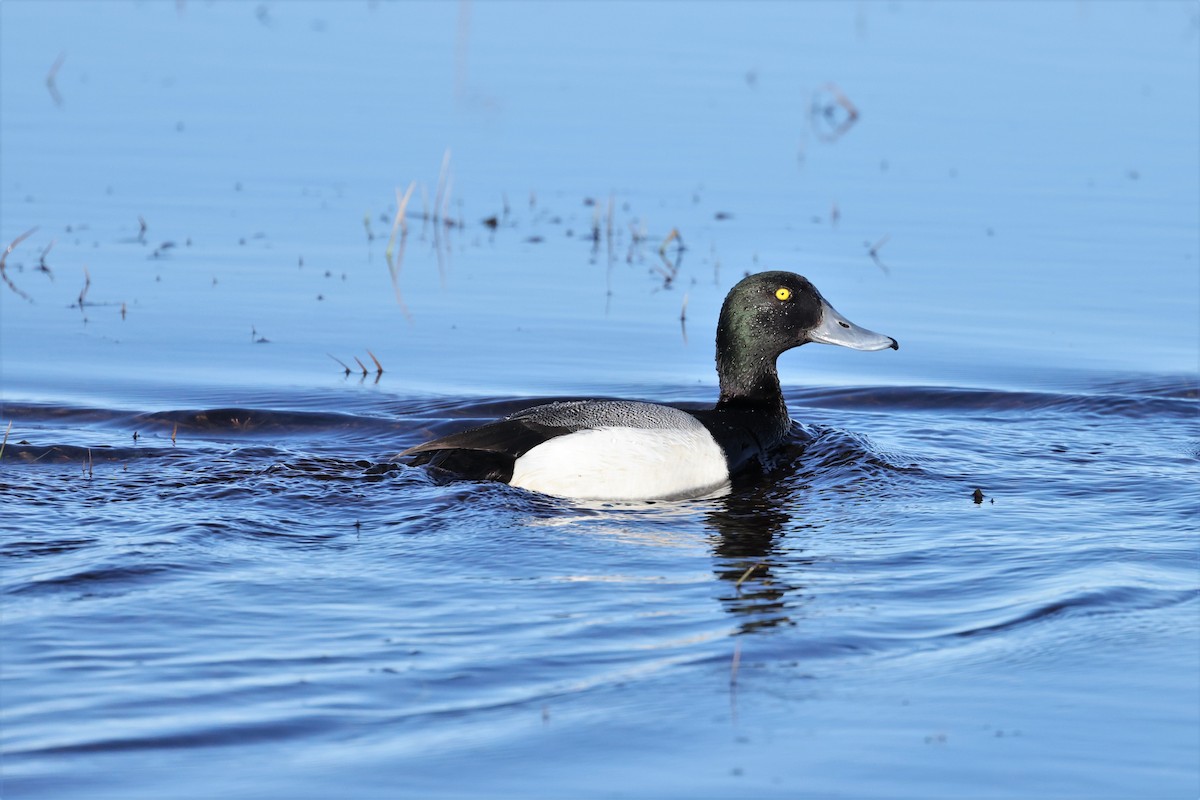 Greater Scaup - Brian Gibbons