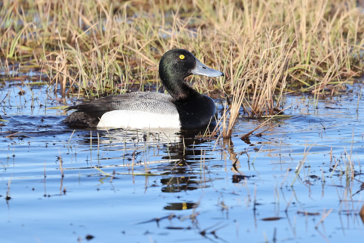 Greater Scaup - ML609353496