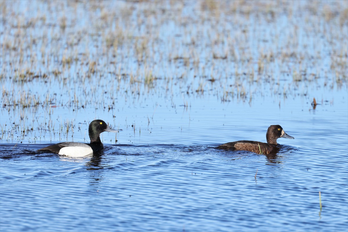 Greater Scaup - ML609353497