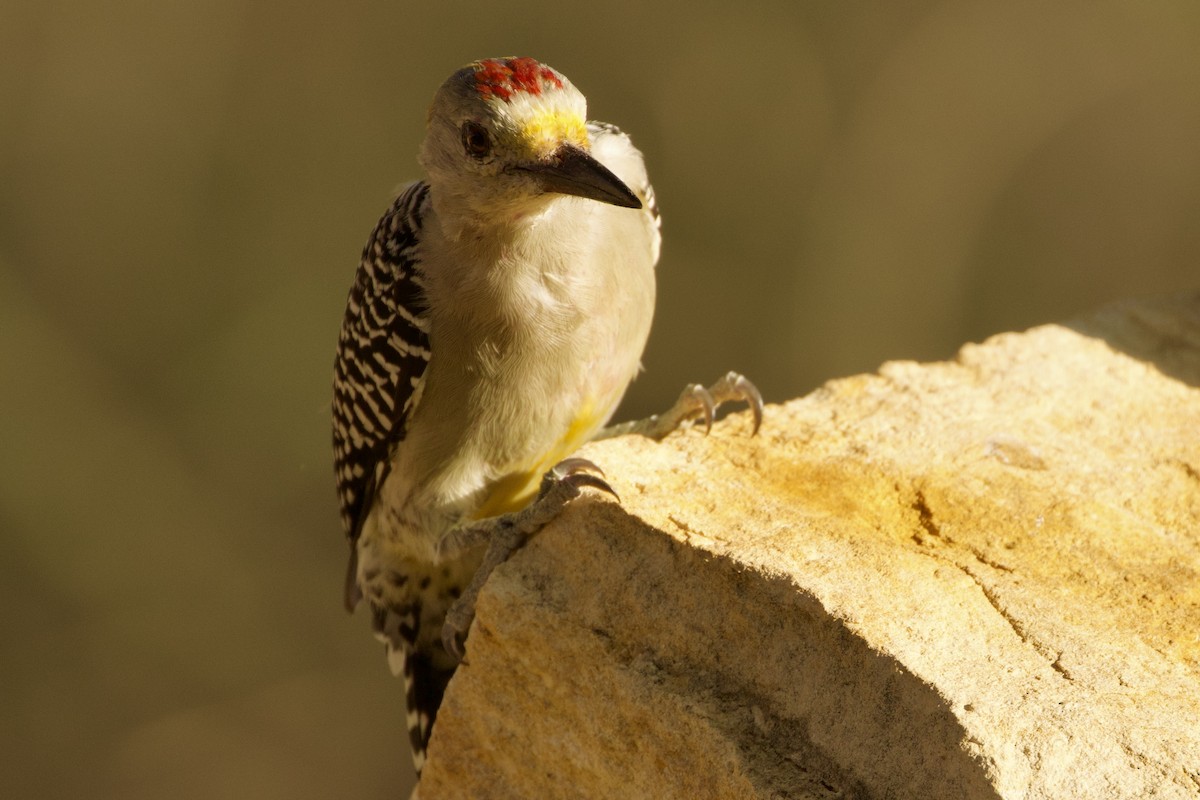 Golden-fronted Woodpecker - ML609353568