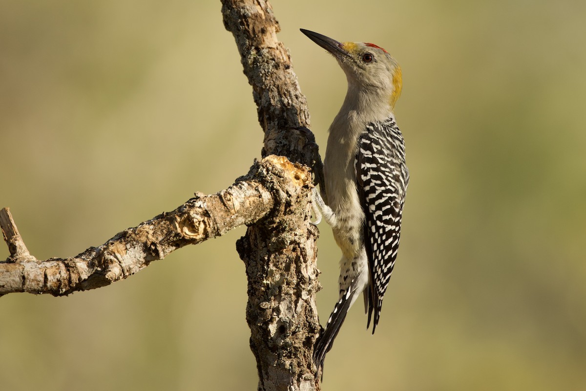 Golden-fronted Woodpecker - ML609353570