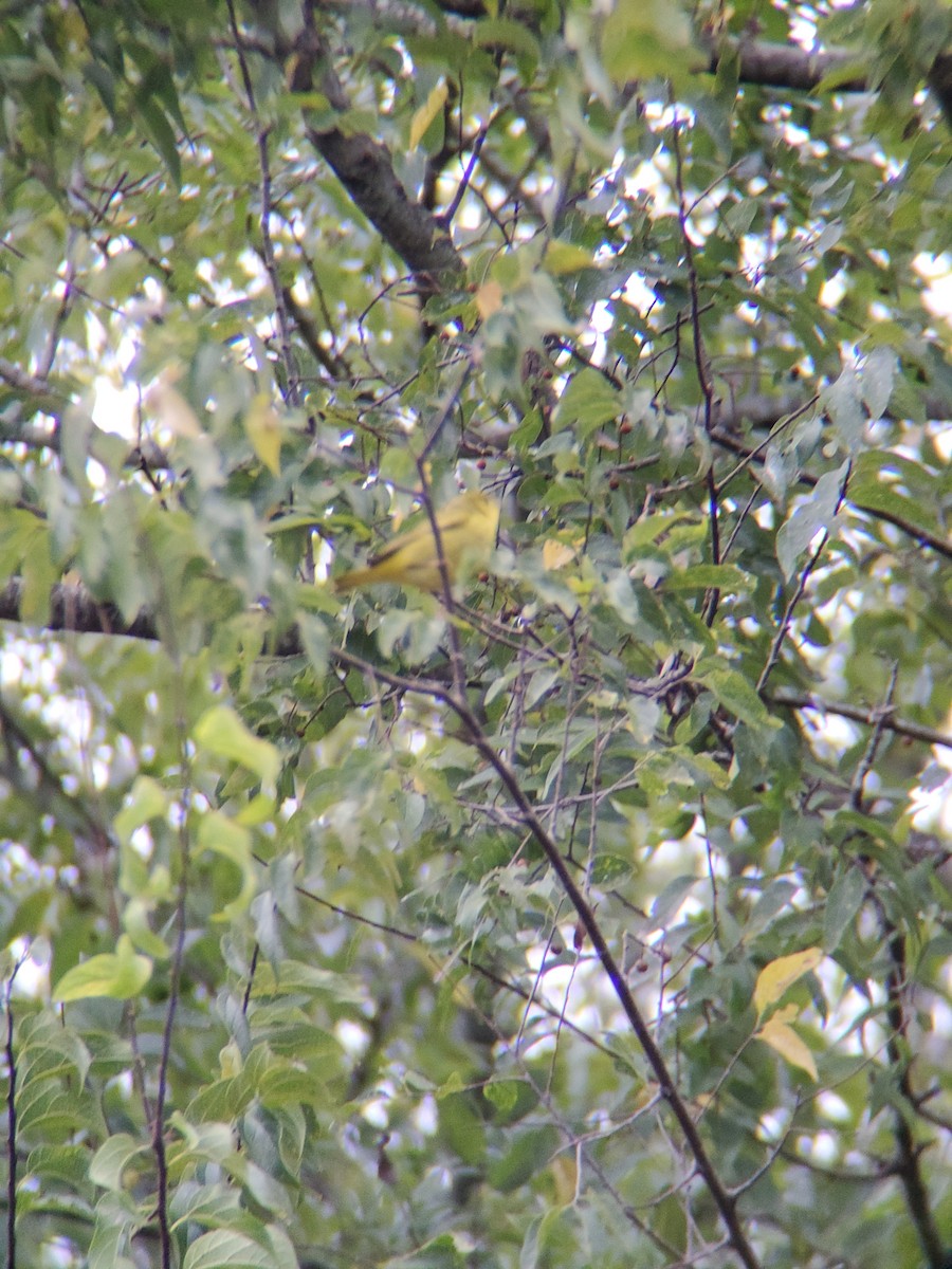 Yellow Warbler - ML609353794