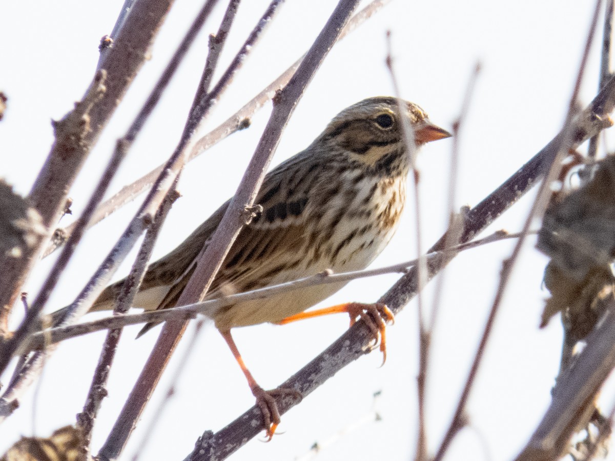 Savannah Sparrow - ML609353885