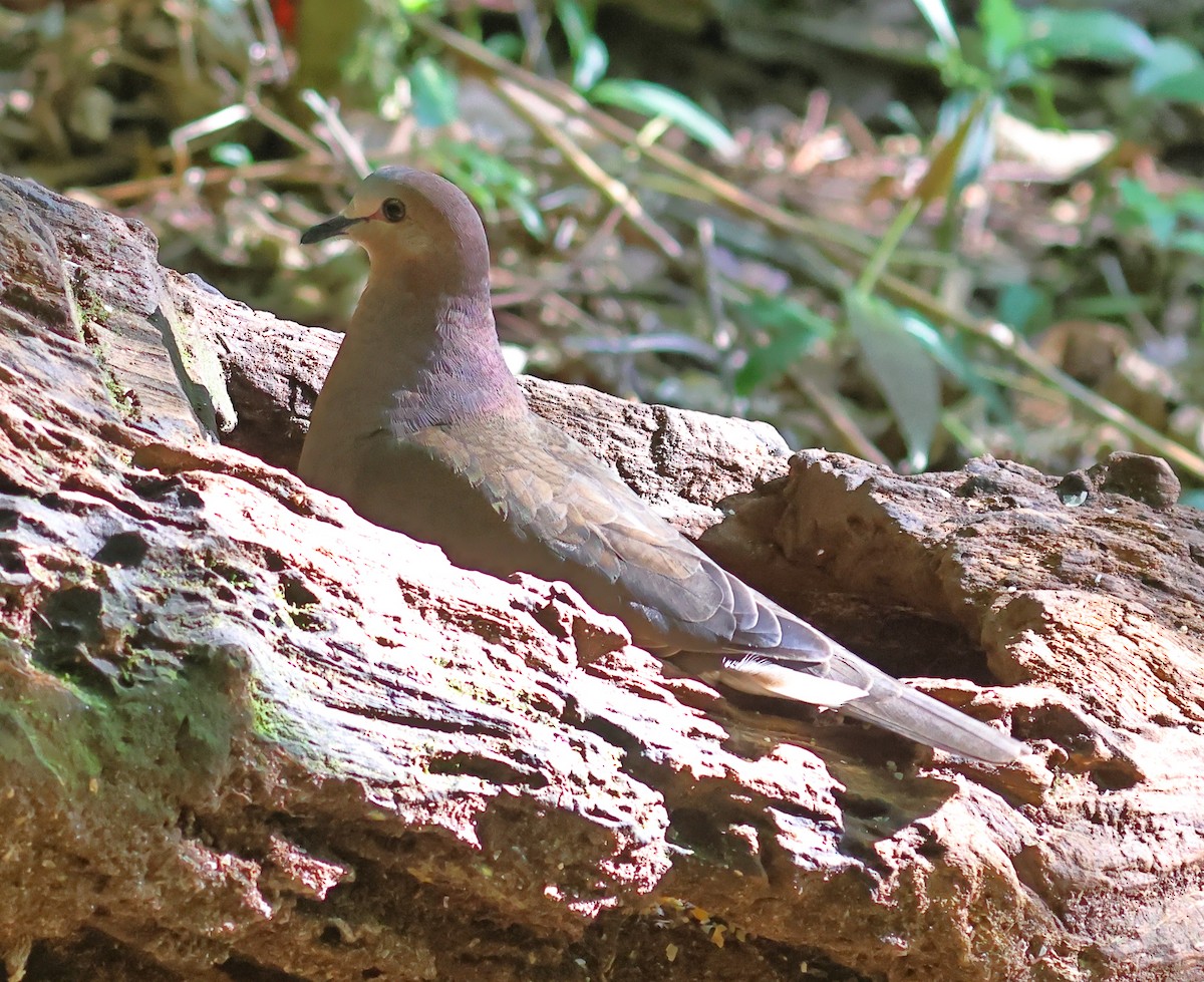 Gray-fronted Dove - ML609354122