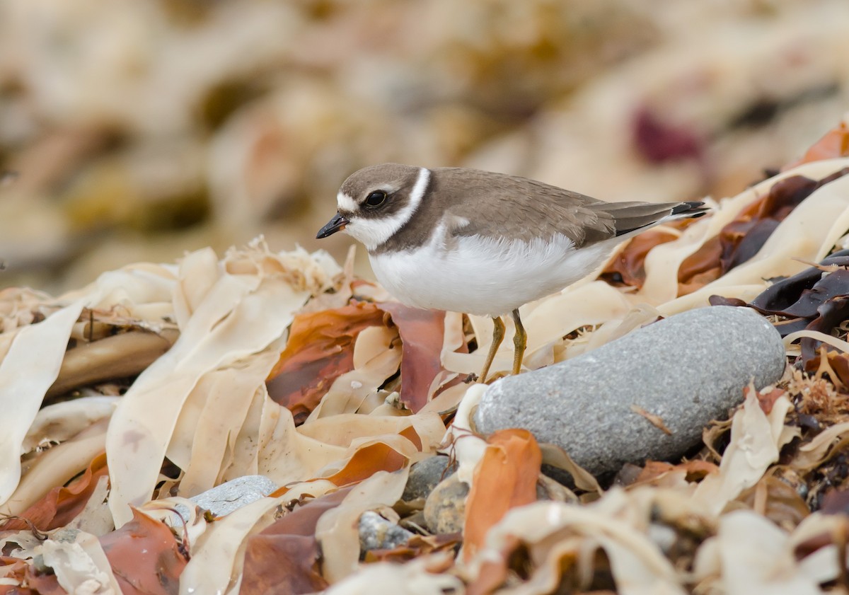 Semipalmated Plover - ML609354300