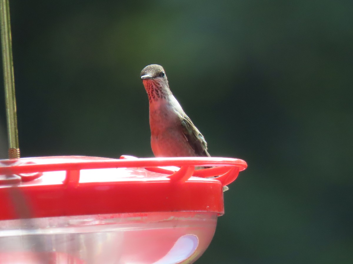 Ruby-throated Hummingbird - ML609354614