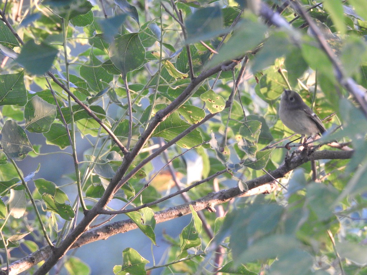 Ruby-crowned Kinglet - ML609354654