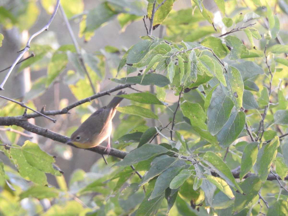 Common Yellowthroat - ML609354669