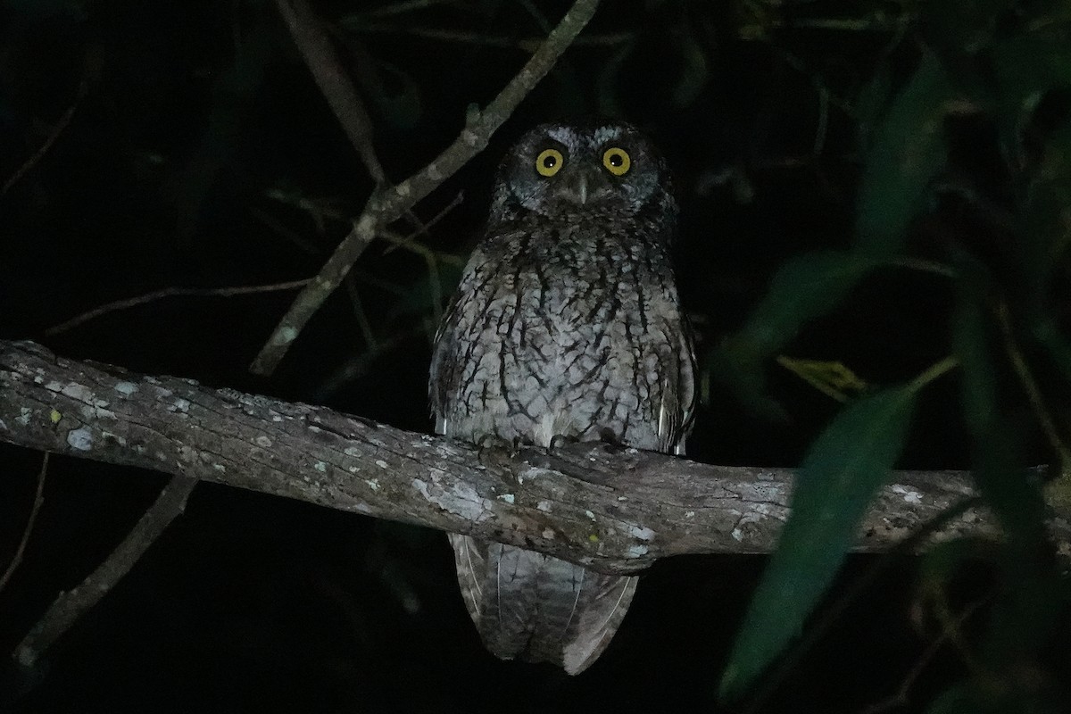 Koepcke's Screech-Owl - ML609354722