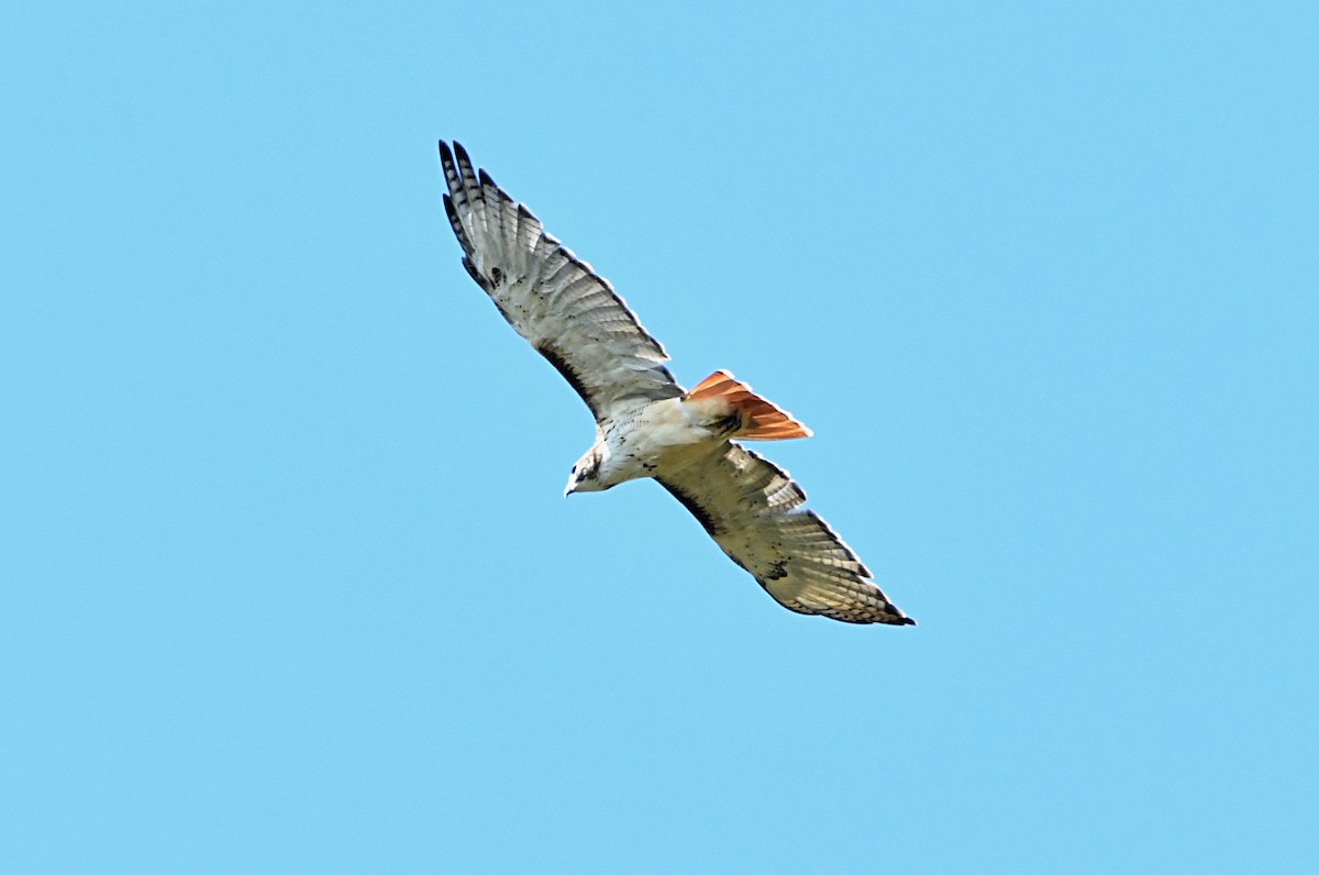 Red-tailed Hawk - ML609354963