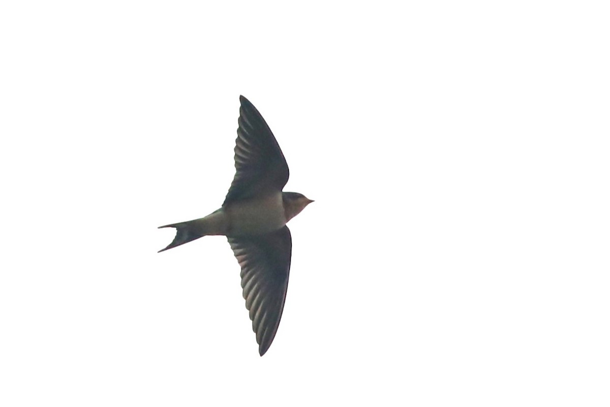 Barn Swallow - ML609355406