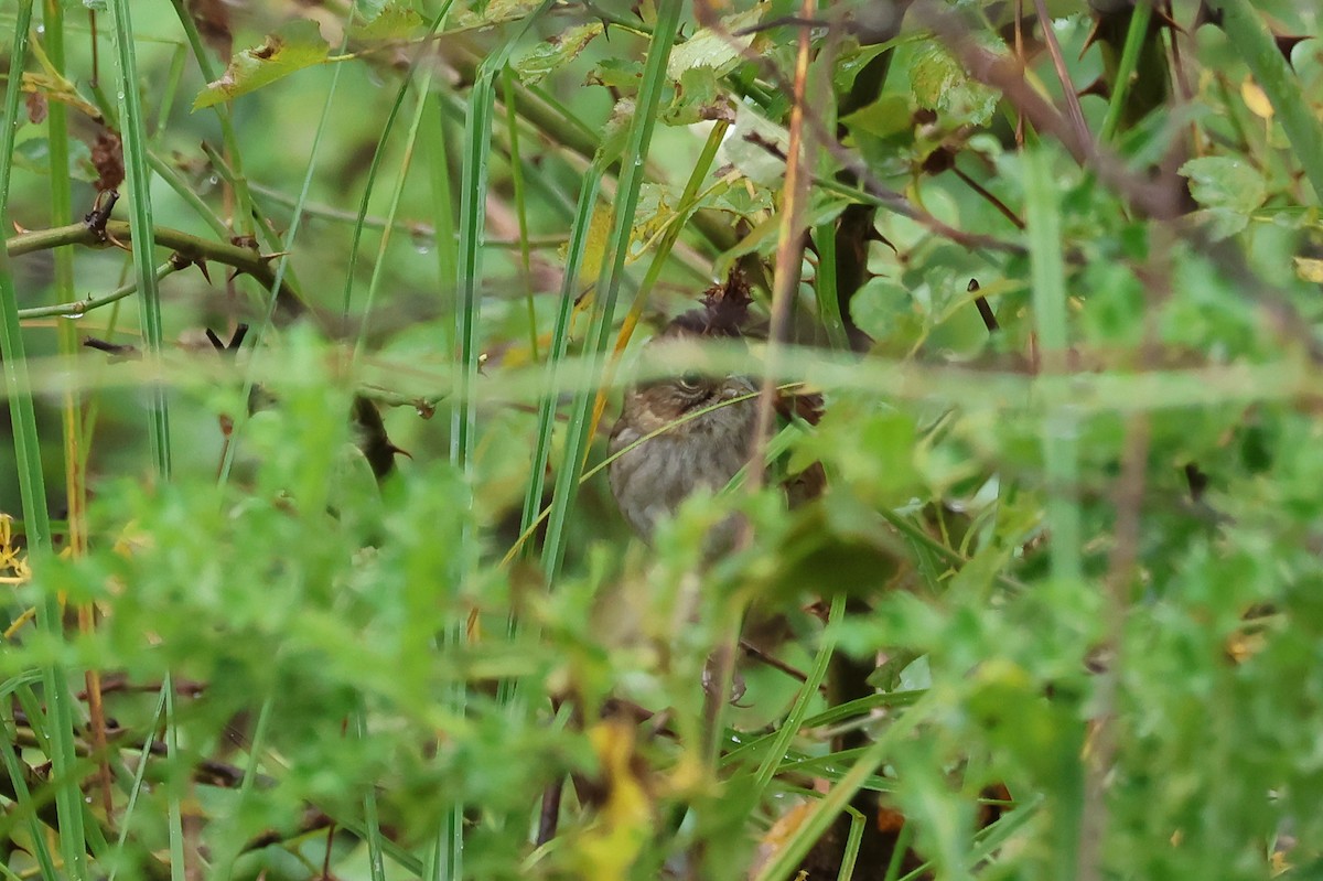 Swamp Sparrow - ML609355514