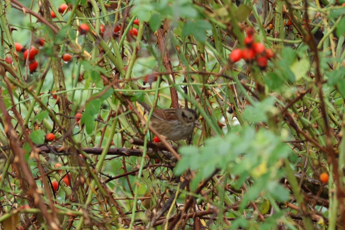 Swamp Sparrow - ML609355515