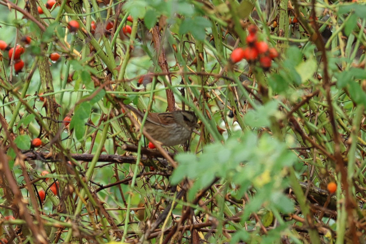 Swamp Sparrow - ML609355516