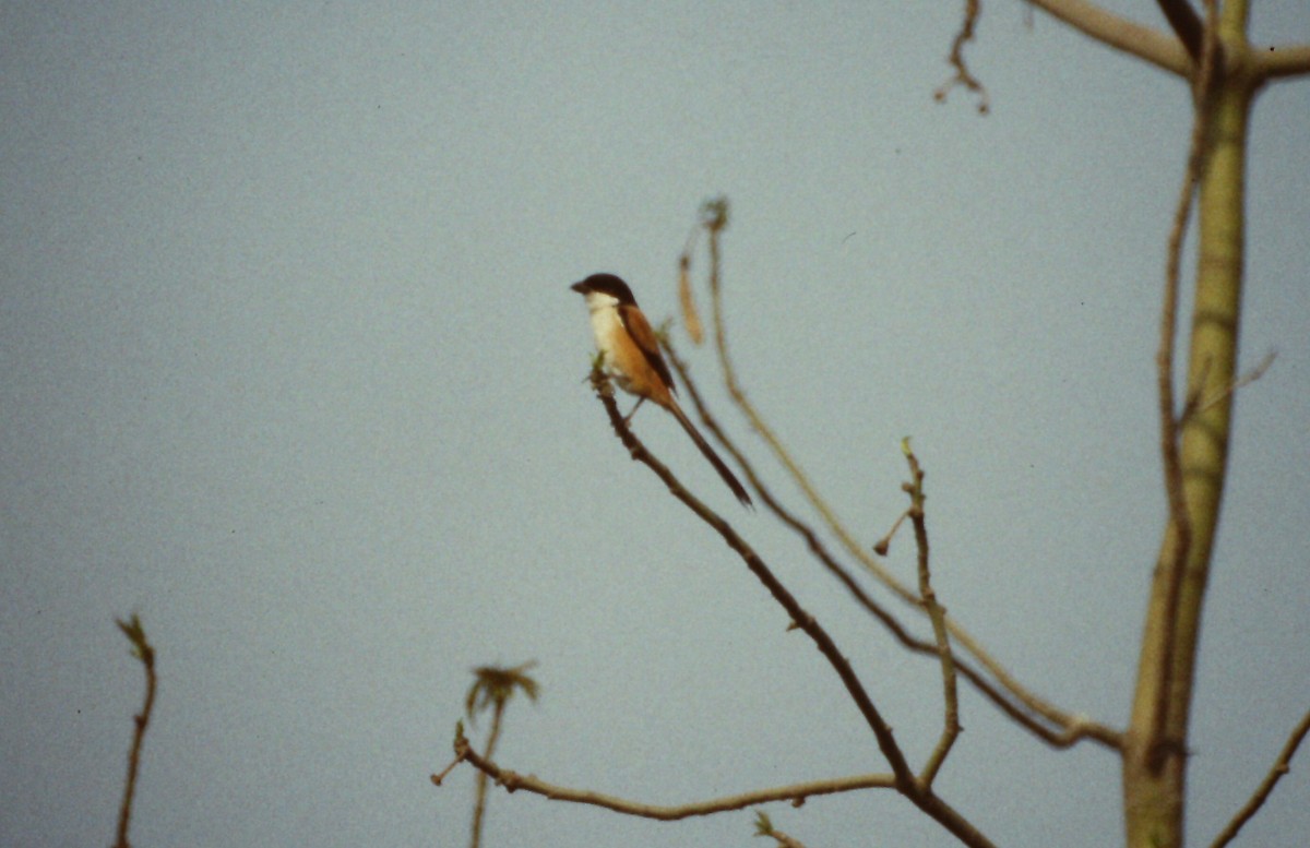 Long-tailed Shrike - ML609355591