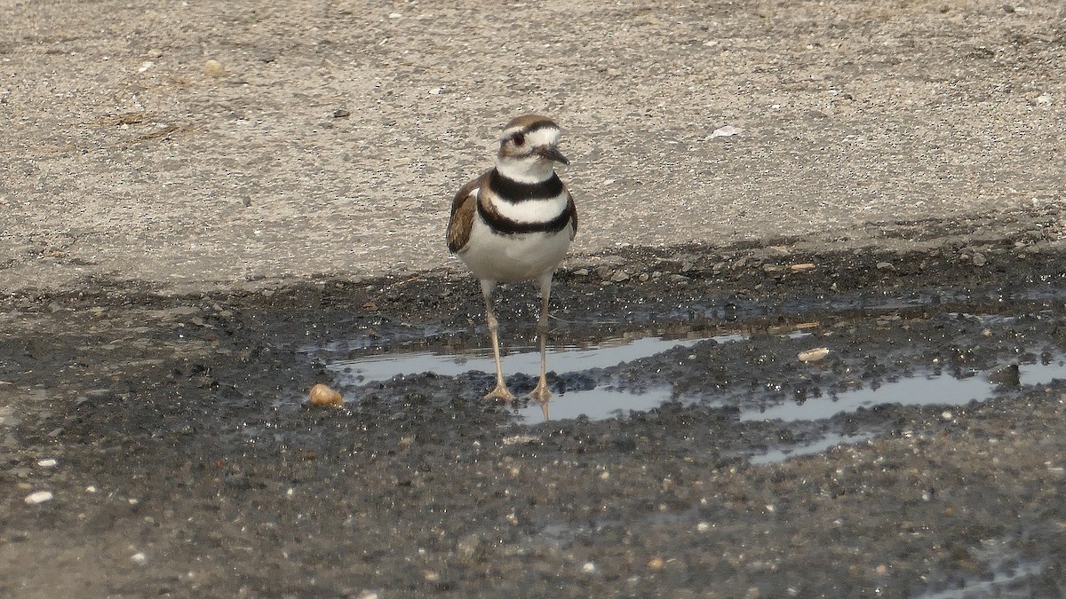 Semipalmated Plover - ML609355598
