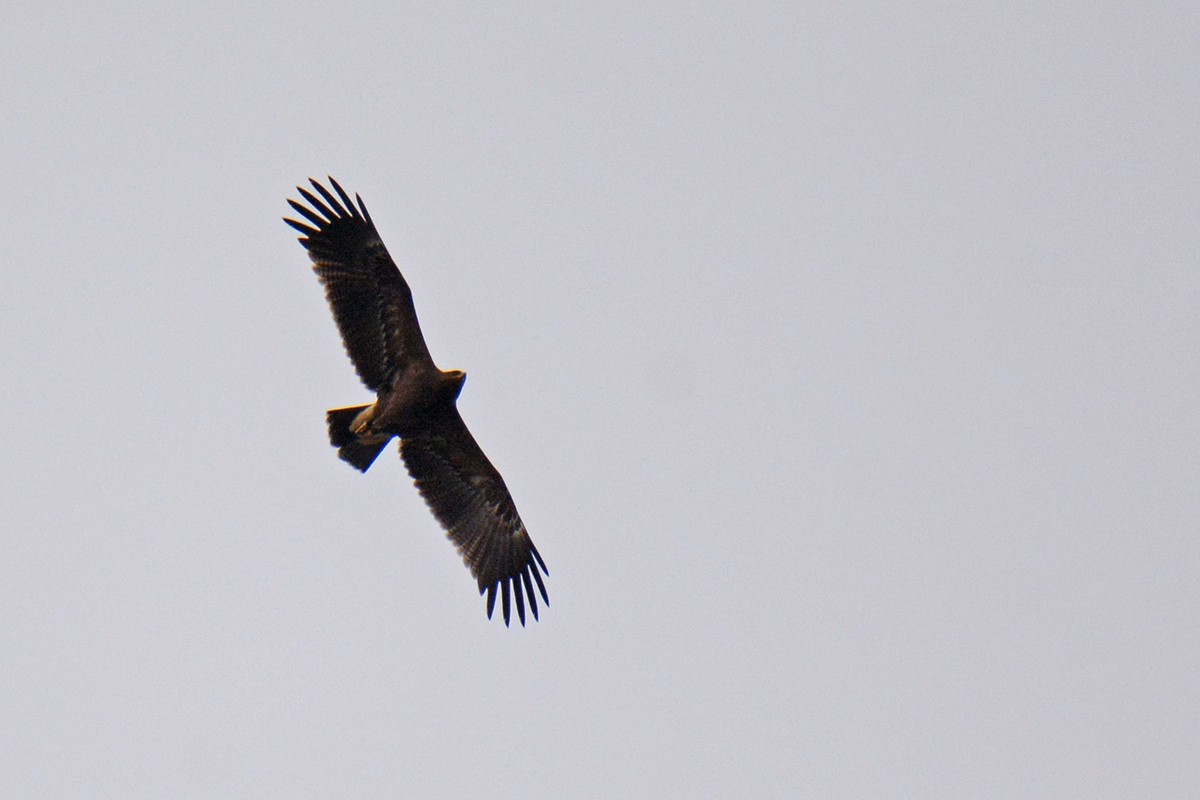 Lesser Spotted Eagle - Murat Kocas