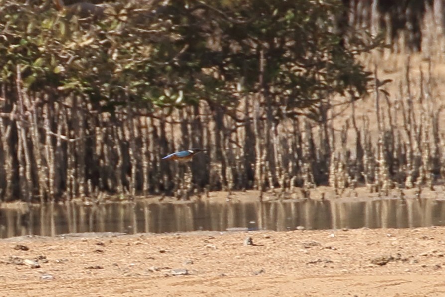 Common Kingfisher - ML609355973