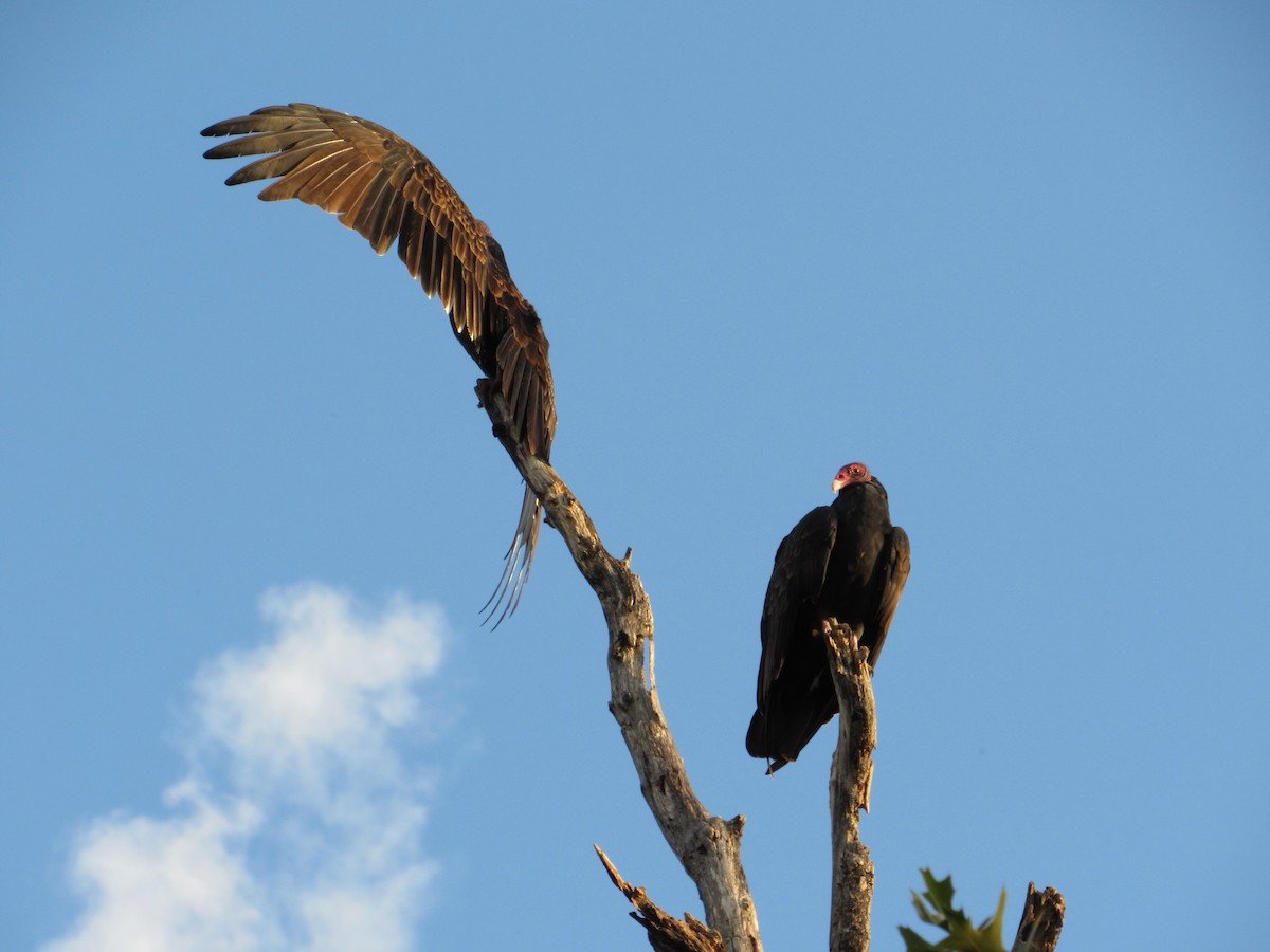 Turkey Vulture - ML609356710