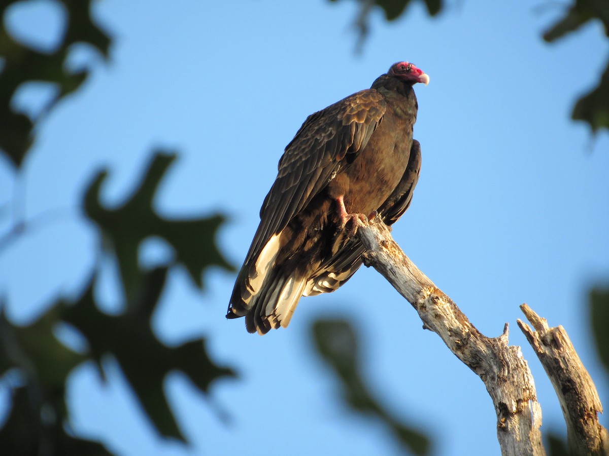 Turkey Vulture - ML609356711