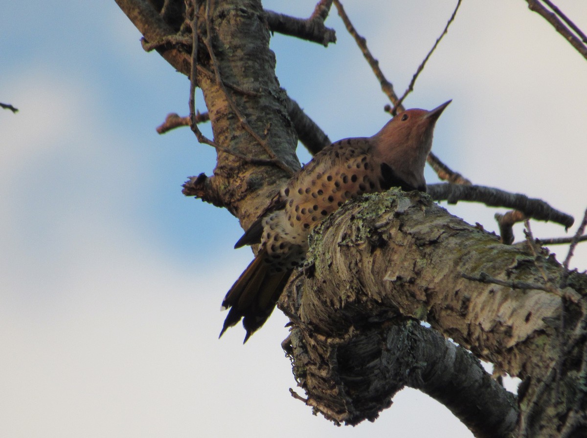 Northern Flicker - ML609356722