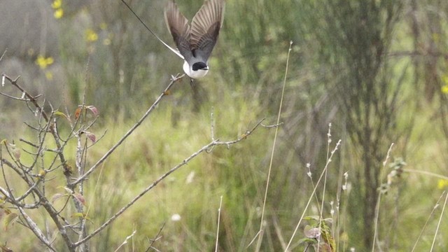 Fork-tailed Flycatcher - ML609356947