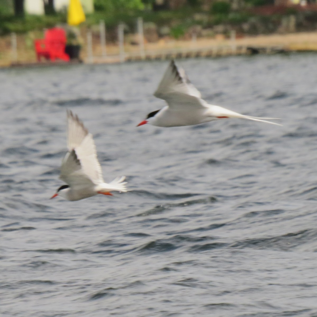 Common Tern - Anne Barbour