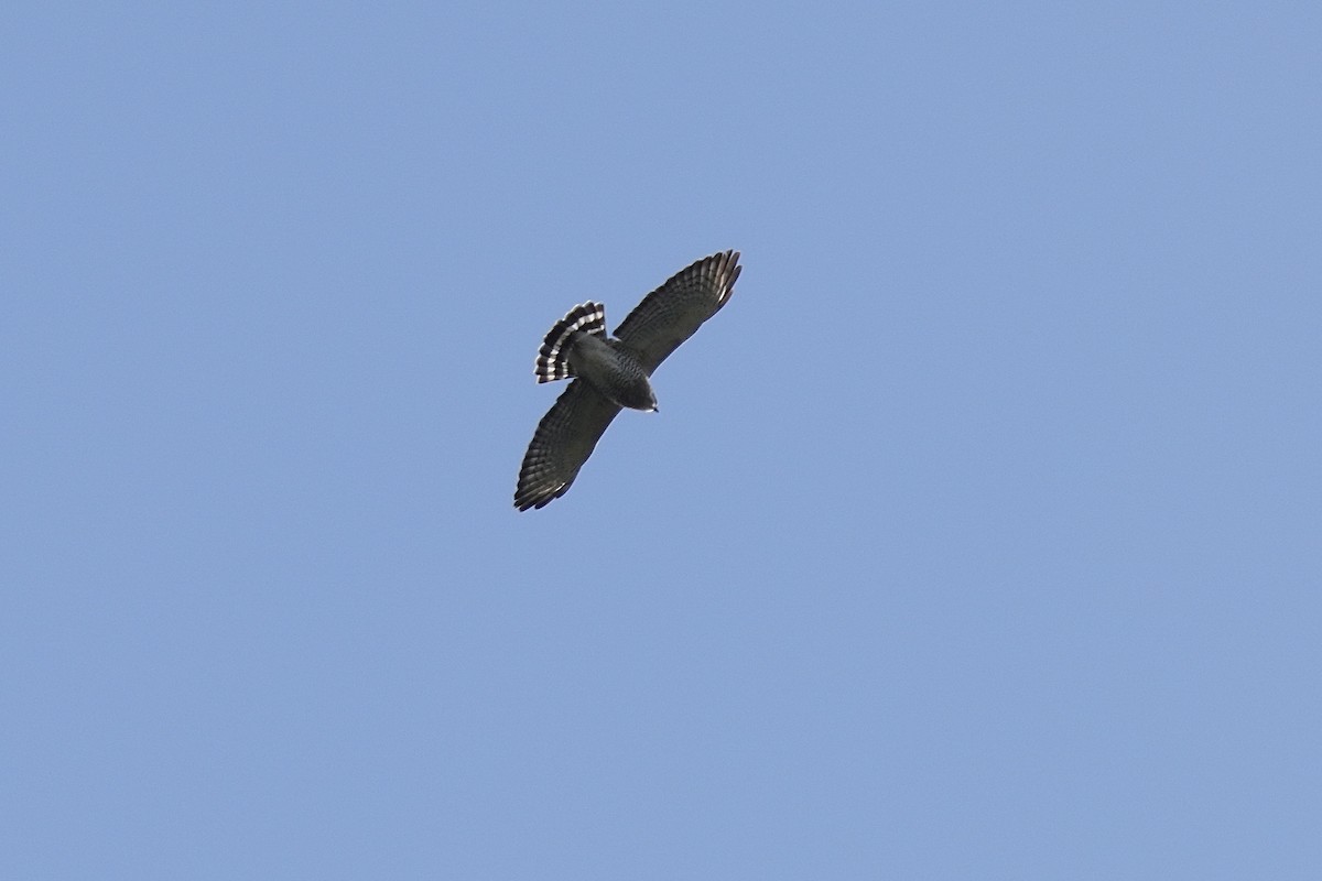 Broad-winged Hawk - ML609357031
