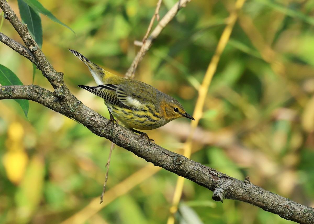Cape May Warbler - ML609357270