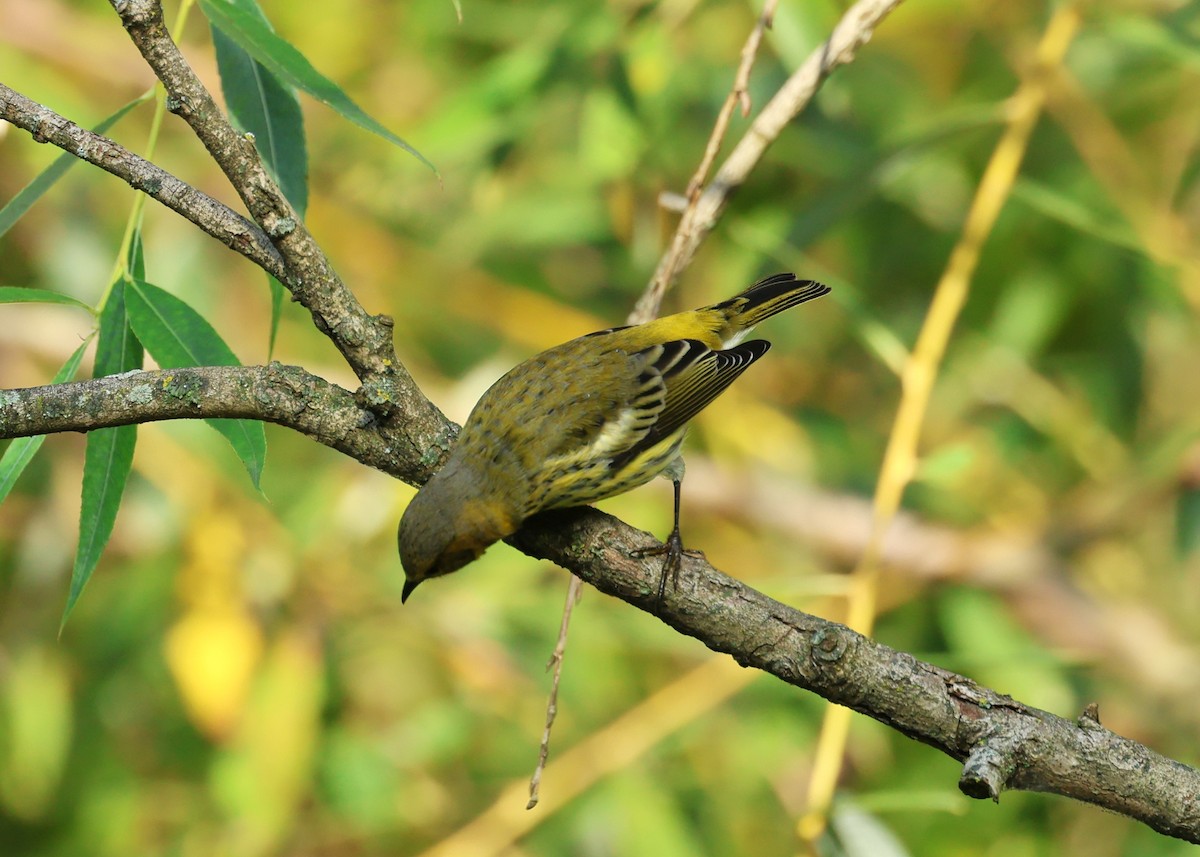 Cape May Warbler - ML609357271