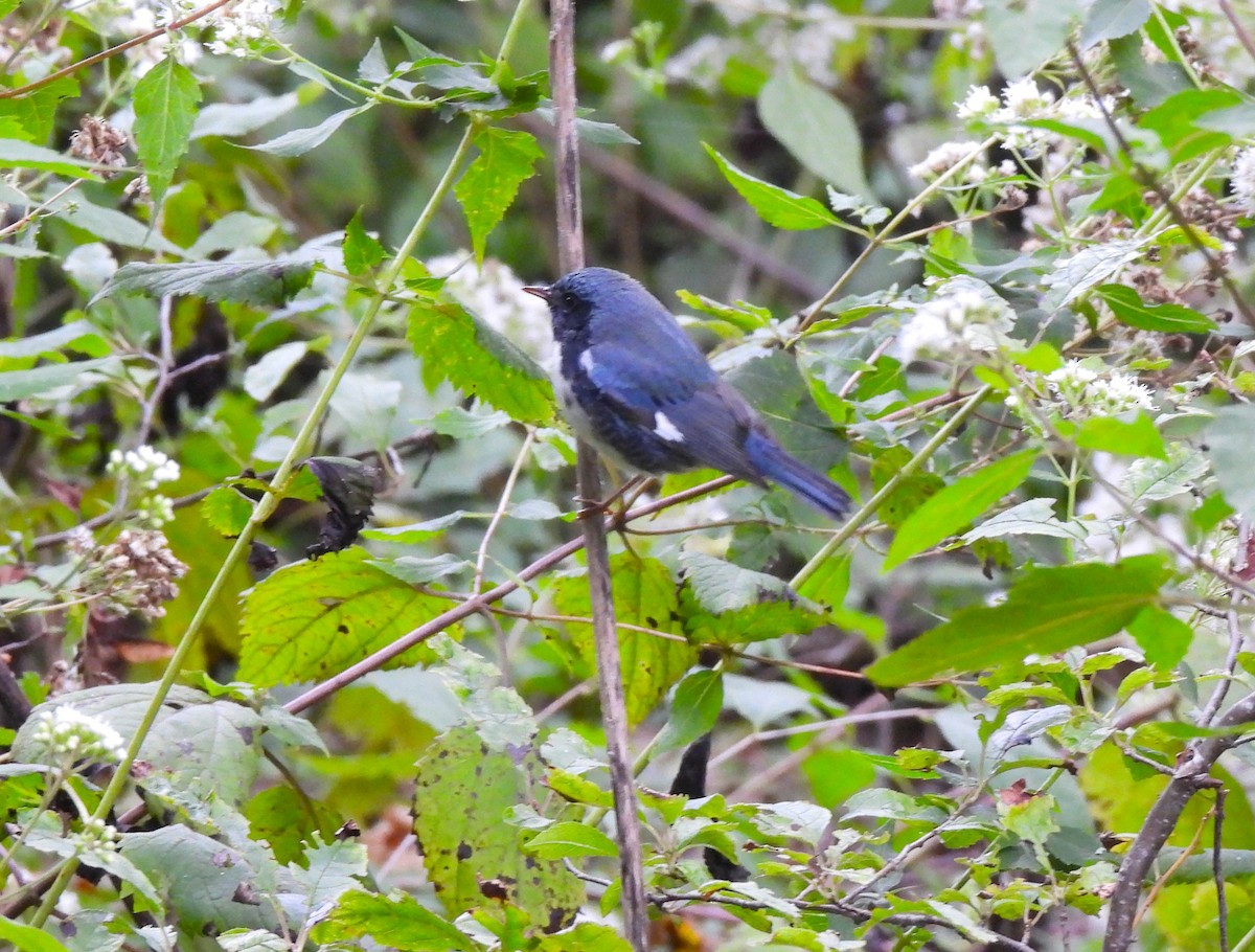 Black-throated Blue Warbler - ML609357386