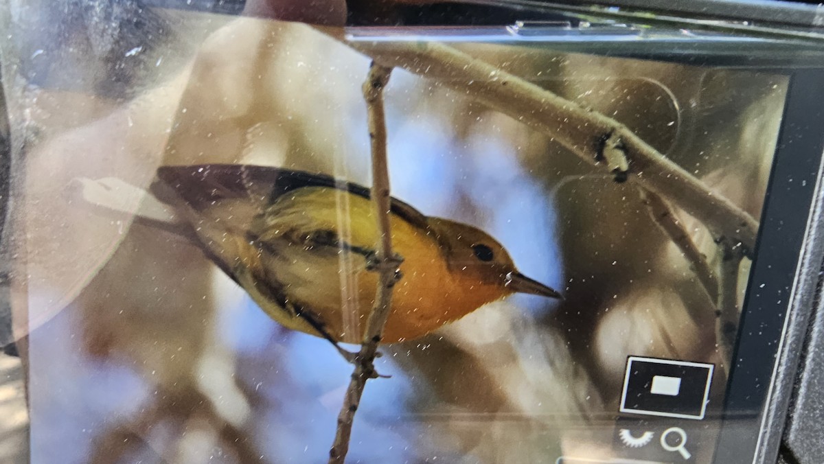Prothonotary Warbler - ML609357635