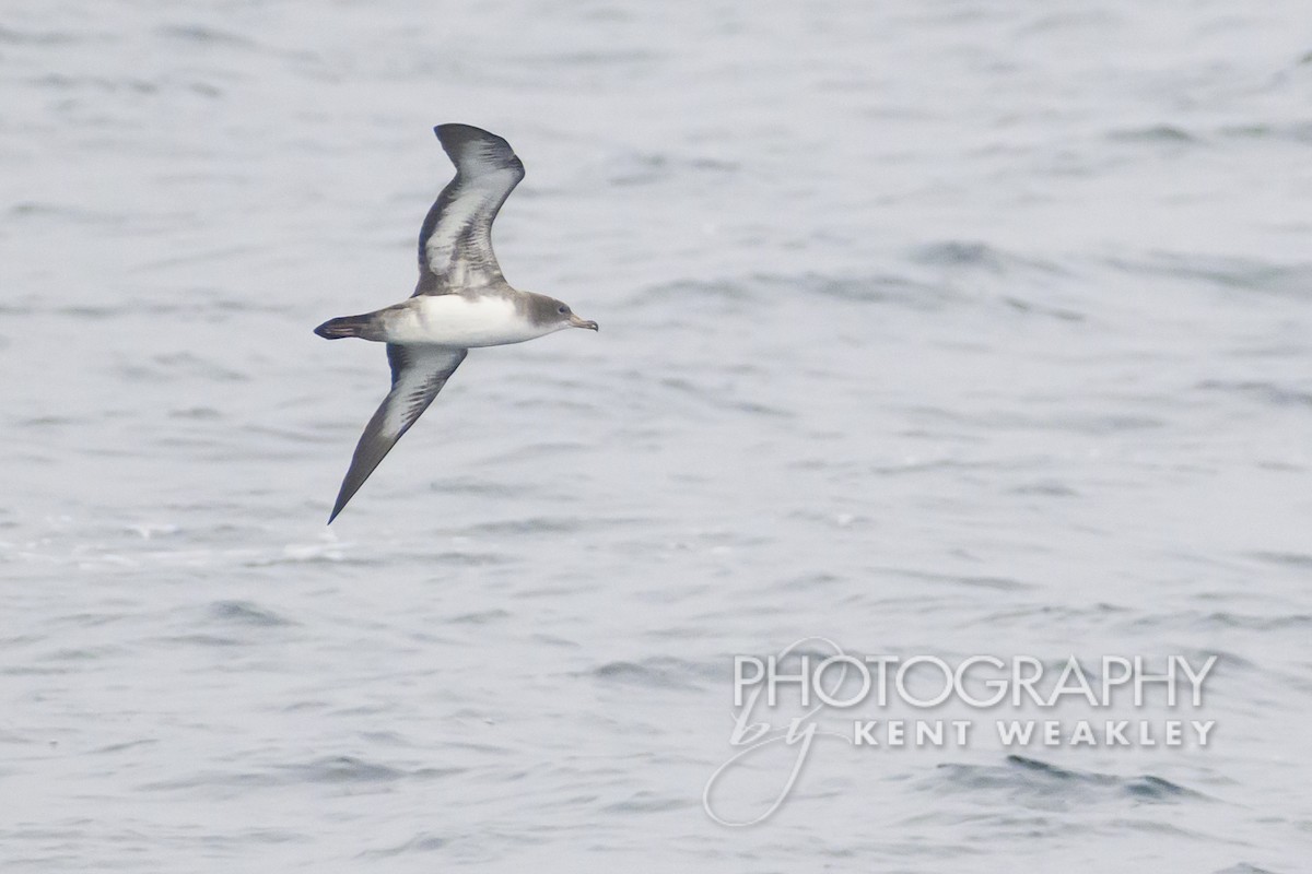 Pink-footed Shearwater - ML609357652